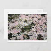 Clematis montana Mayleen Briefkaart (Voorkant / Achterkant)