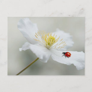 Clematis montana met ladybird briefkaart