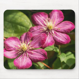 Clematis Muismat