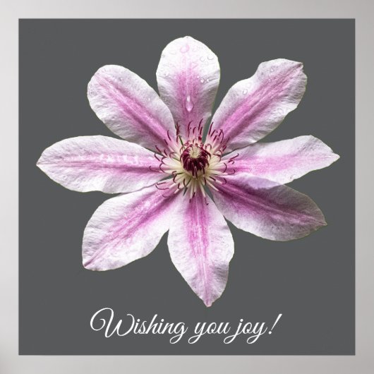 Clematis Nelly Moser Poster (Voorkant)