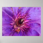 CLEMATIS POSTER (Voorkant)