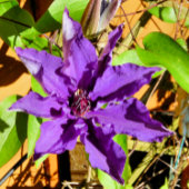 CLEMATIS RONDE STICKER