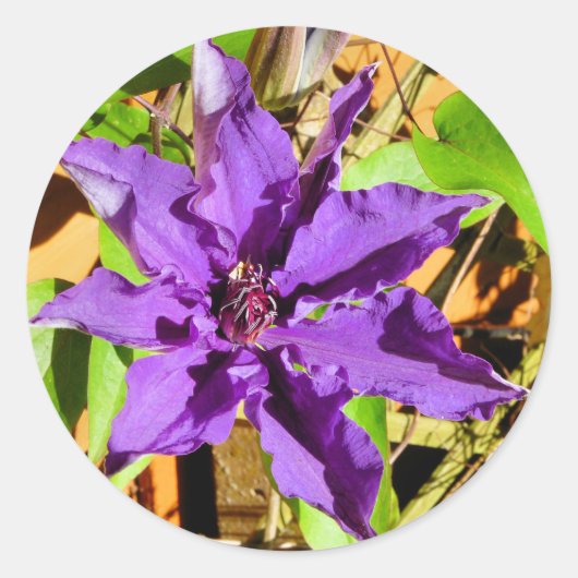 CLEMATIS RONDE STICKER (Voorkant)
