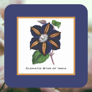 Clematis Star van India Botanische illustratie Vierkante Kartonnen Onderzetter