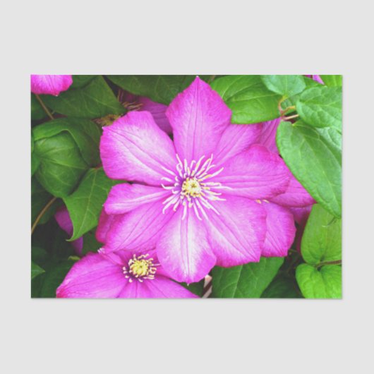 Clematis Tissuepapier (Voorkant)