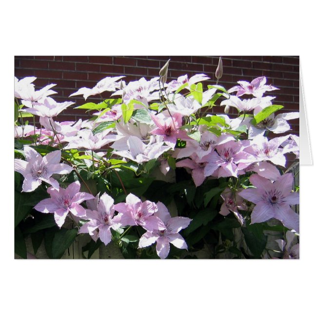 Clematis Vine (Voorkant Horizontaal)