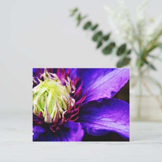 Clématis violet clair carte postale (Debout devant)