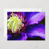 Clématis violet clair carte postale (Devant / Derrière)