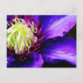 Clématis violet clair carte postale (Devant)