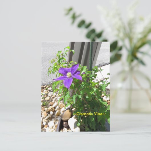 Clematis wijnstok paarse bloemen Spiegeland Briefk Briefkaart (Staand voorkant)