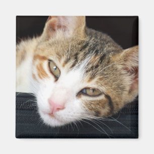 Cleo Cat Magnet Magneet