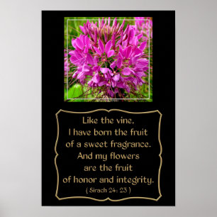 Cleome Flower met bijbelverse vanaf Sirach 24: 23 Poster