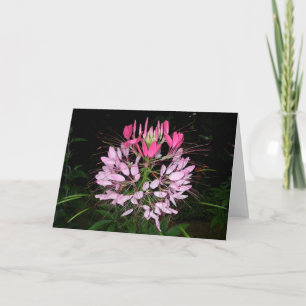 Cleome Kaart