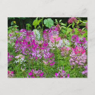 Cleome of Spinnenbloem - Paarse Wit Roze Briefkaart