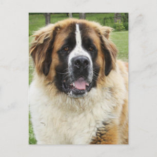 Cletus - Saint Bernard Briefkaart