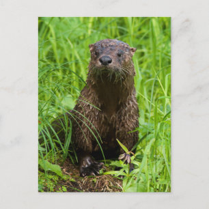 Clever River Otter Briefkaart