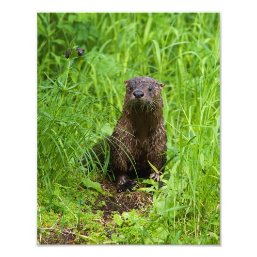 Clever River Otter Foto Afdruk (Voorkant)