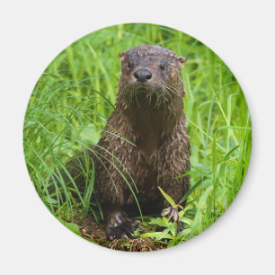 Clever River Otter Magneet