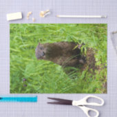 Clever River Otter Tissuepapier (Craft)