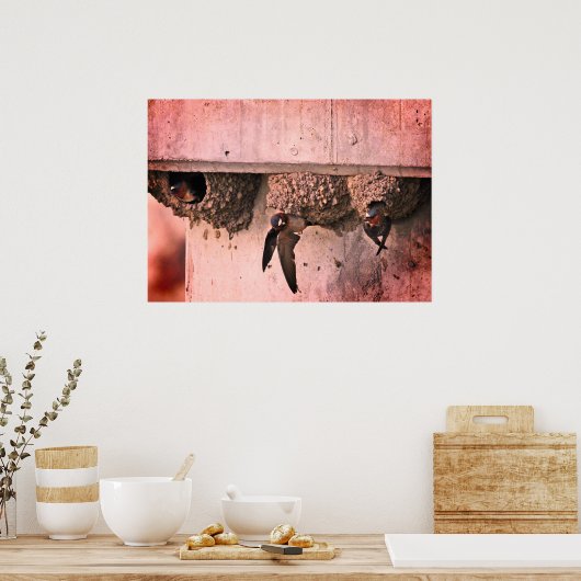 Cliff Swallows Poster (Keuken)