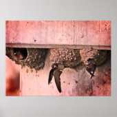 Cliff Swallows Poster (Voorkant)