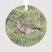 Clignotement du nord (dos)