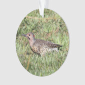 Clignotement du nord (devant)