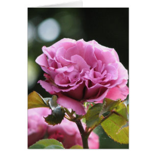 Clima Angel Face 196