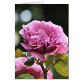 Clima Angel Face 196