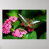 Clipper op Pentas 1 afdrukken Poster (Voorkant)