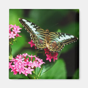 Clipper op Pentas 1 Magnet Magneet