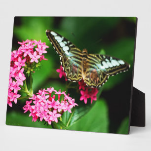 Clipper op Pentas 1 Plaque Fotoplaat