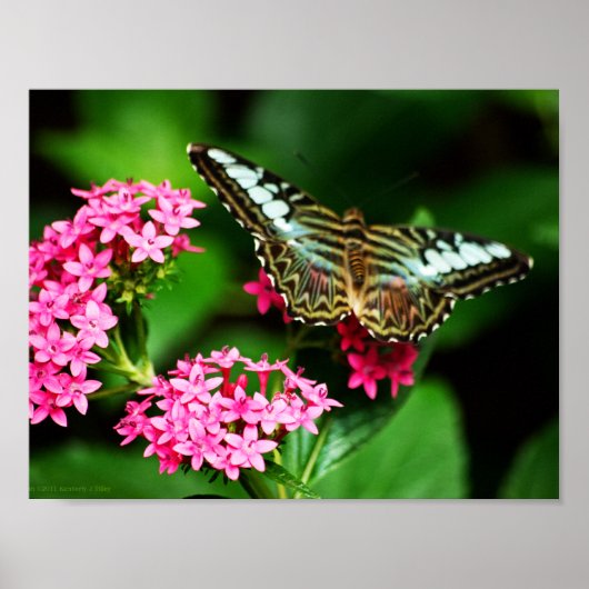 Clipper op Pentas 1 Print (Voorkant)