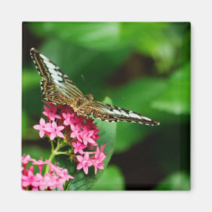 Clipper op Pentas 2 Magnet Magneet