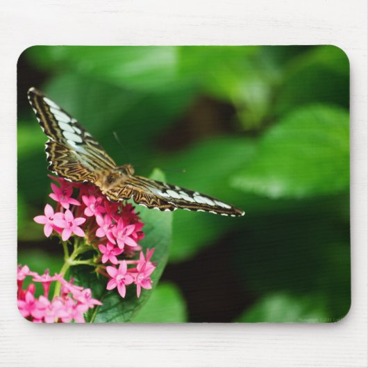 Clipper op Pentas 2 Mousepad Muismat (Voorkant)