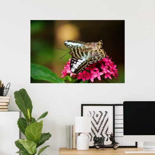 Clipper op Pentas 3 afdrukken Poster (Thuiskantoor)