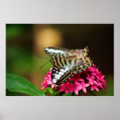 Clipper op Pentas 3 afdrukken Poster (Voorkant)