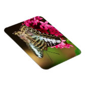 Clipper op Pentas 3 Premium Magnet Magneet (Rechterzijde)