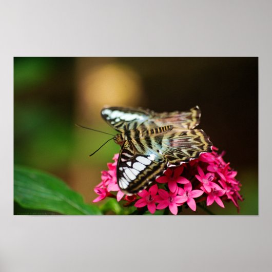 Clipper op Pentas 3 Print (Voorkant)