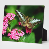 Clipper sur la plaque Pentas 1 (Côté)