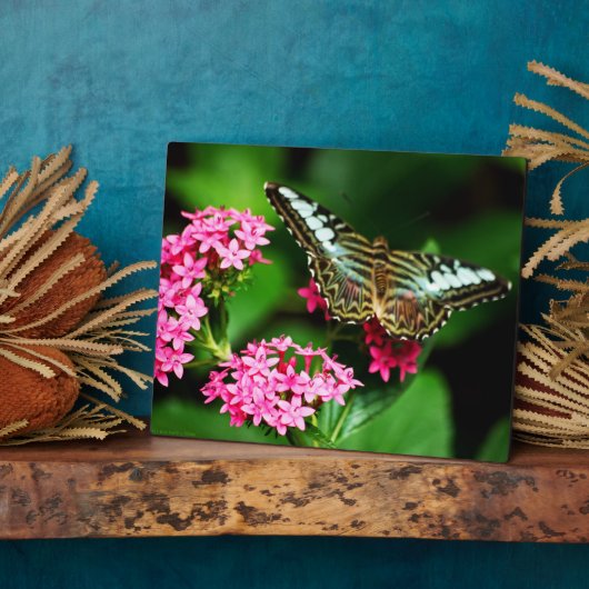 Clipper sur la plaque Pentas 1 (Côté)