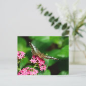 Clipper sur Pentas 2 Carte postale (Debout devant)