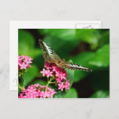 Clipper sur Pentas 2 Carte postale (Devant / Derrière)