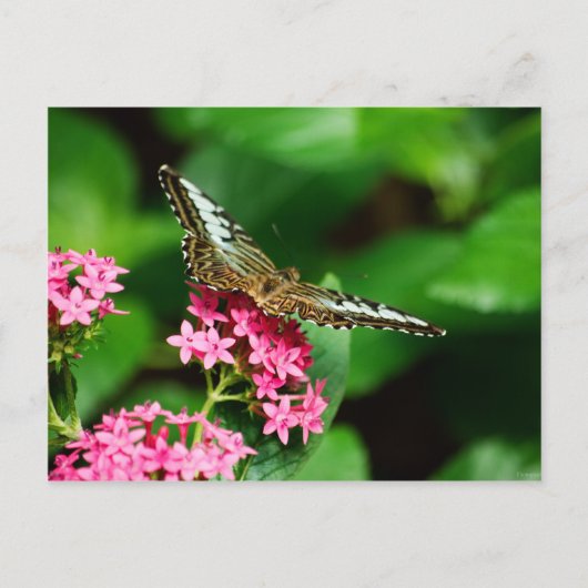 Clipper sur Pentas 2 Carte postale (Devant)