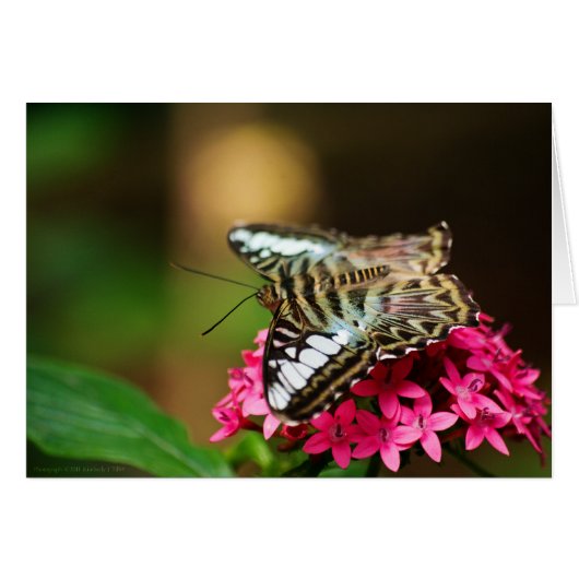 Clipper sur Pentas 3 Card (Devant Horizontal)