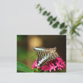 Clipper sur Pentas 3 Carte Postale (Debout devant)