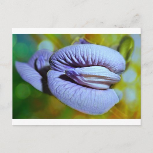 Clitoria Briefkaart (Voorkant)
