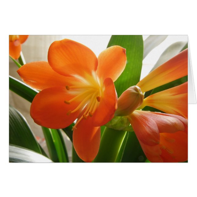 Clivia #1 (Devant horizontal)
