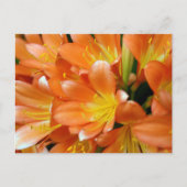 Clivia Miniata Briefkaart (Voorkant)