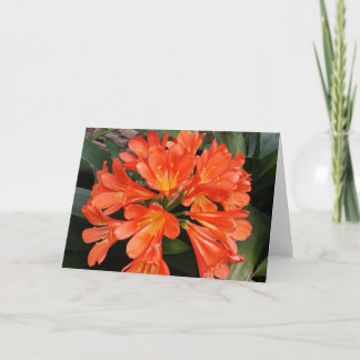 Clivia Miniata - de Oranje prachtige ventilator Kaart
